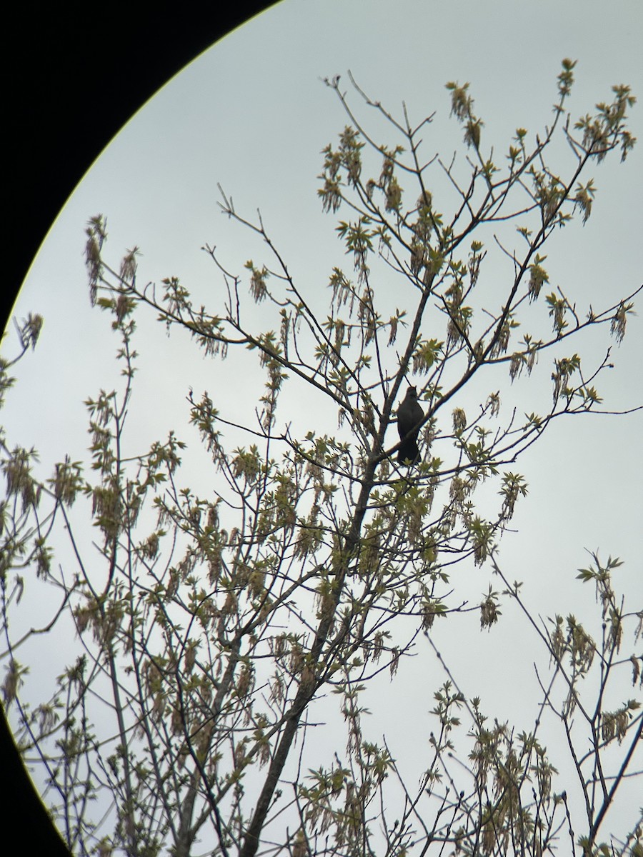 Gray Catbird - ML635133302