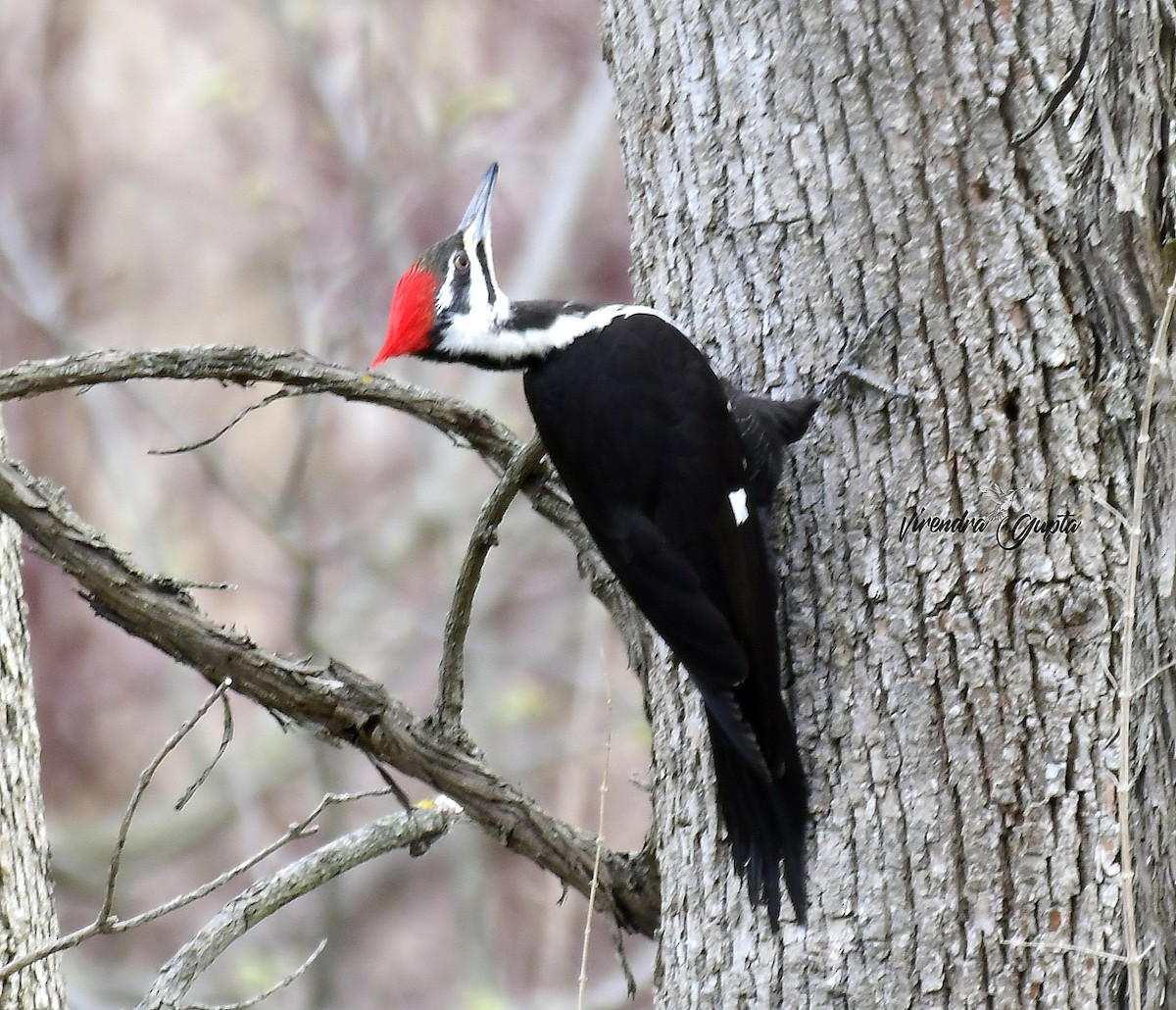 Pileated Woodpecker - ML635133377