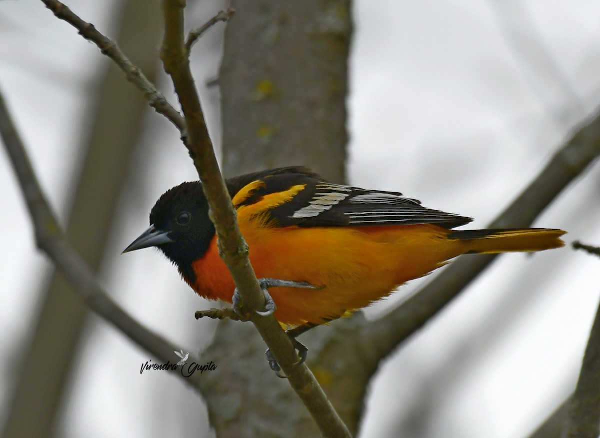 Baltimore Oriole - ML635133419