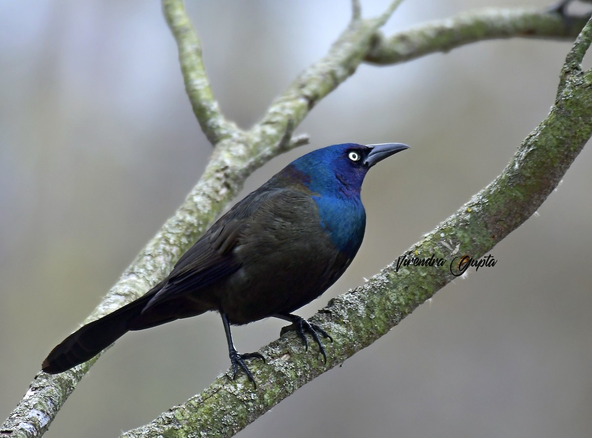 Common Grackle - ML635133446