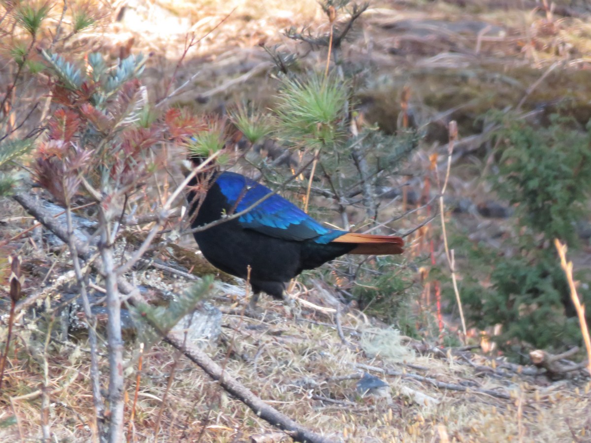 Himalayan Monal - ML635133449
