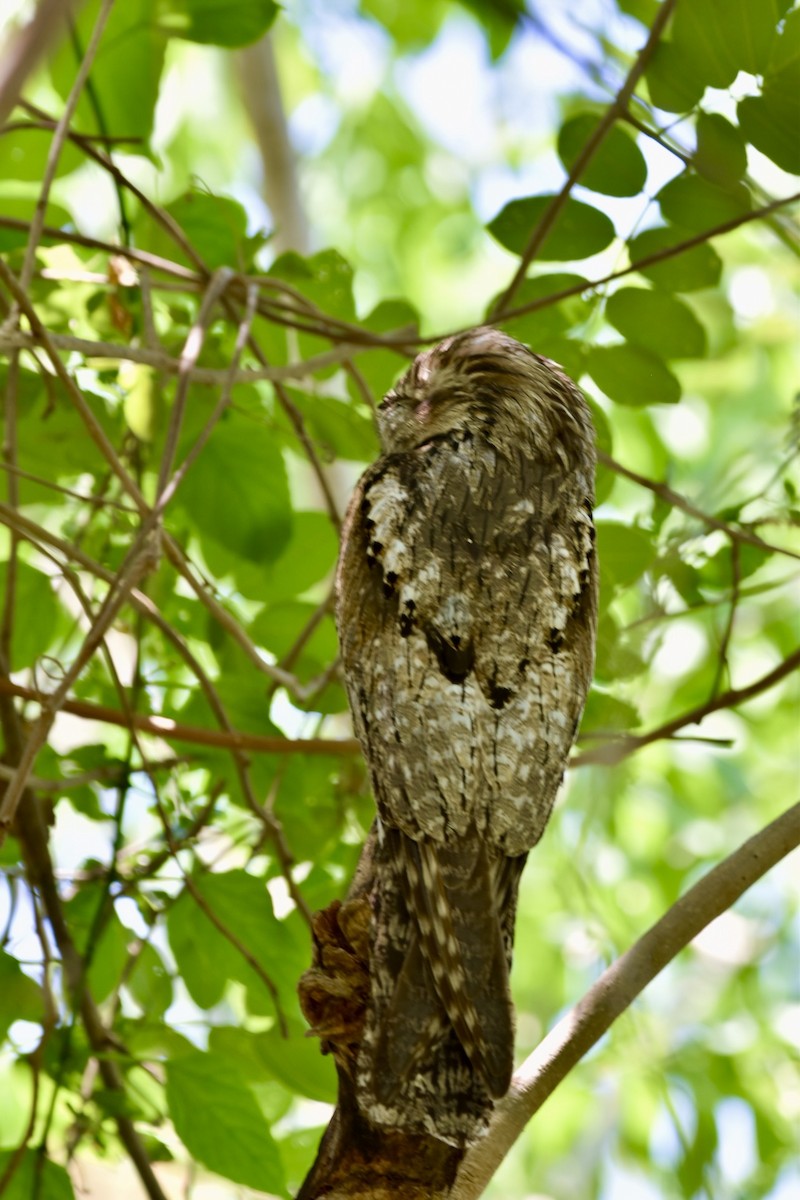 potu středoamerický - ML635133511
