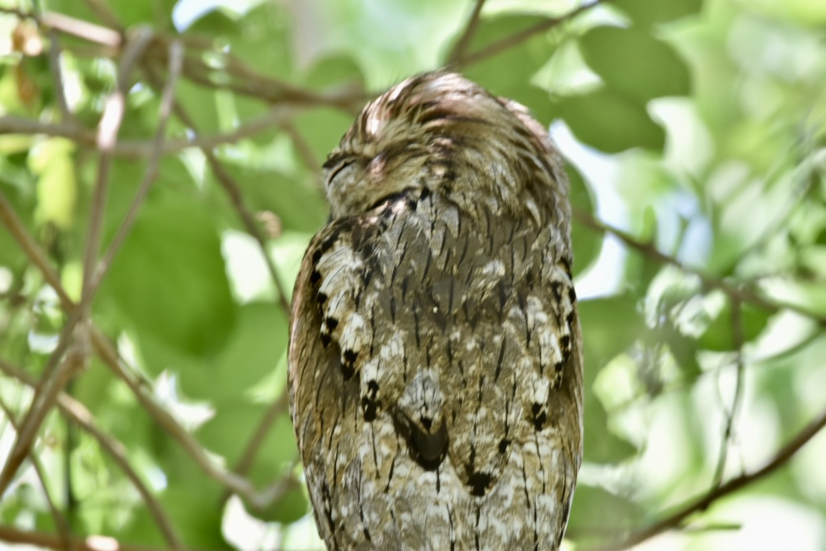 potu středoamerický - ML635133512