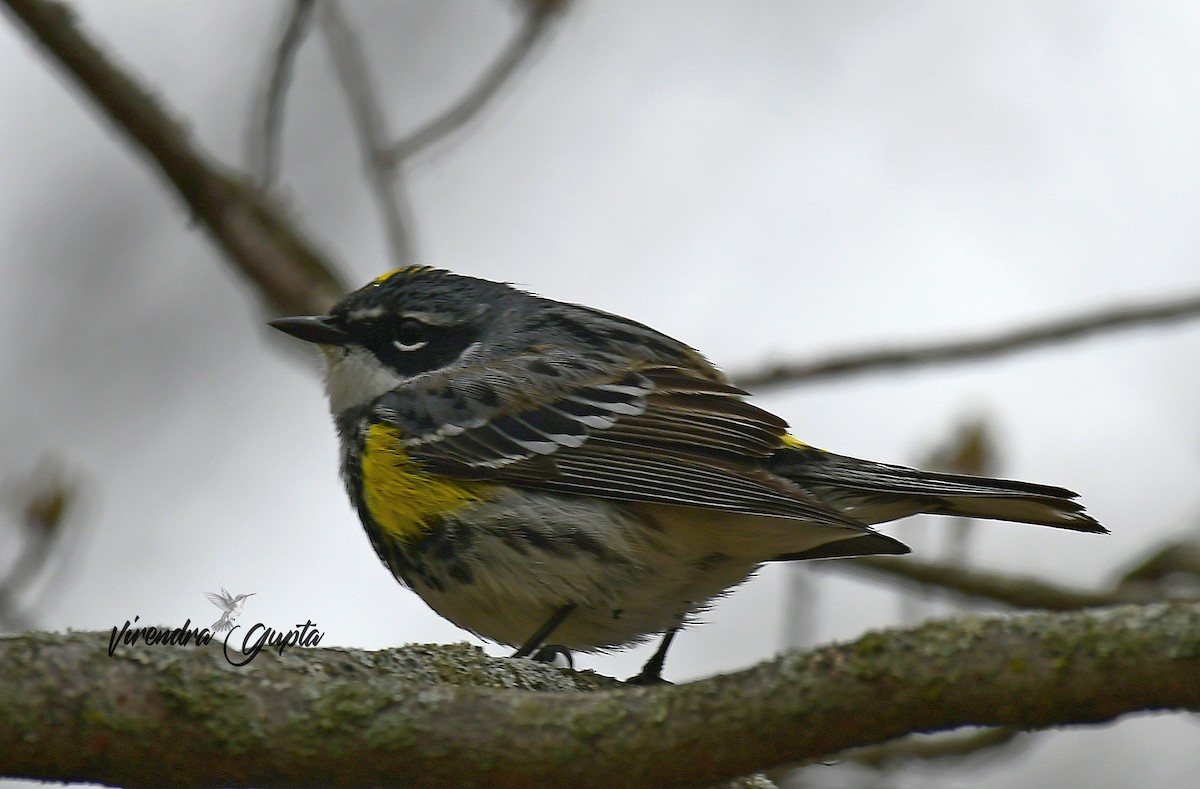 Yellow-rumped Warbler (Myrtle) - ML635133581