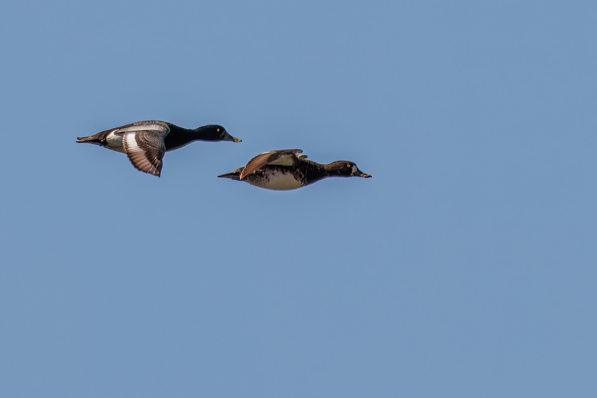 Lesser Scaup - ML635133584