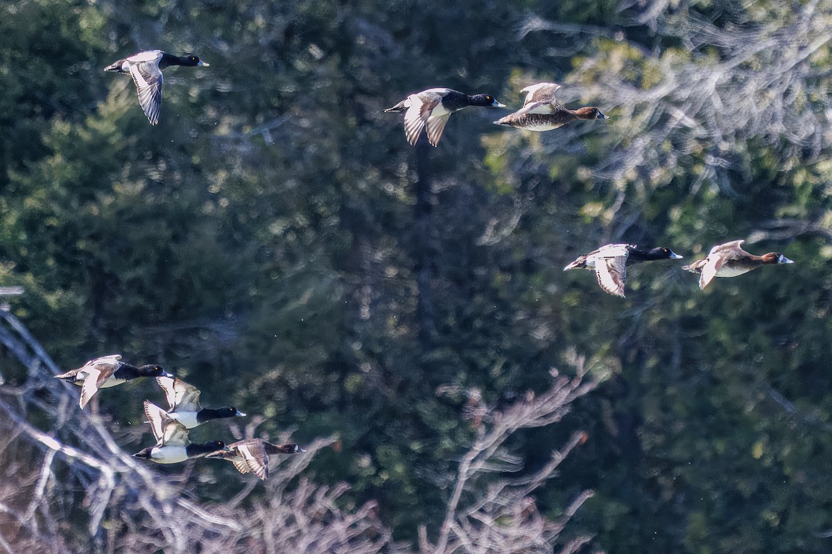 Lesser Scaup - ML635133610