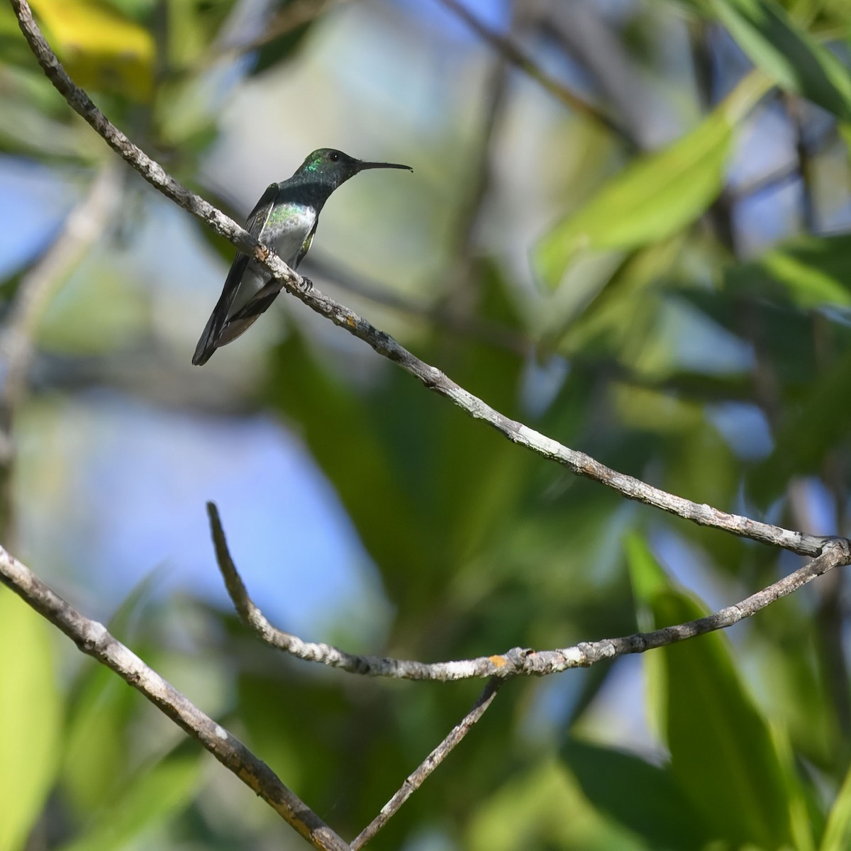Mangrov Kolibri - ML635133691