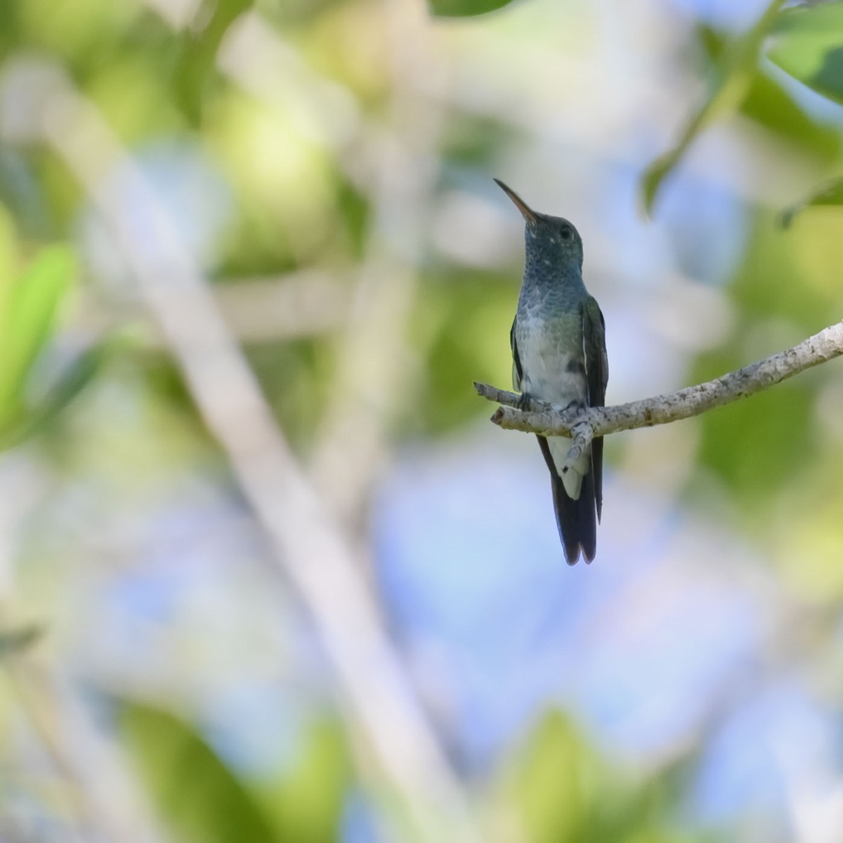 Mangrov Kolibri - ML635133708