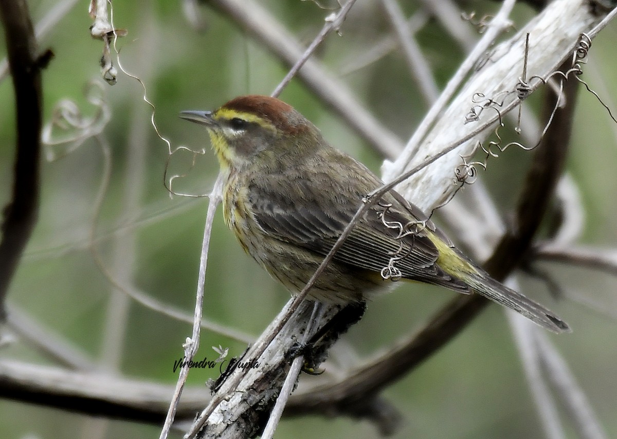 Palm Warbler - ML635133763