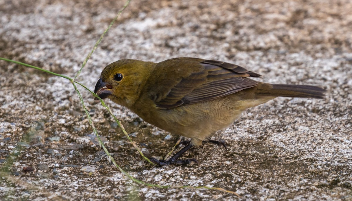 Variable Seedeater - ML635133894