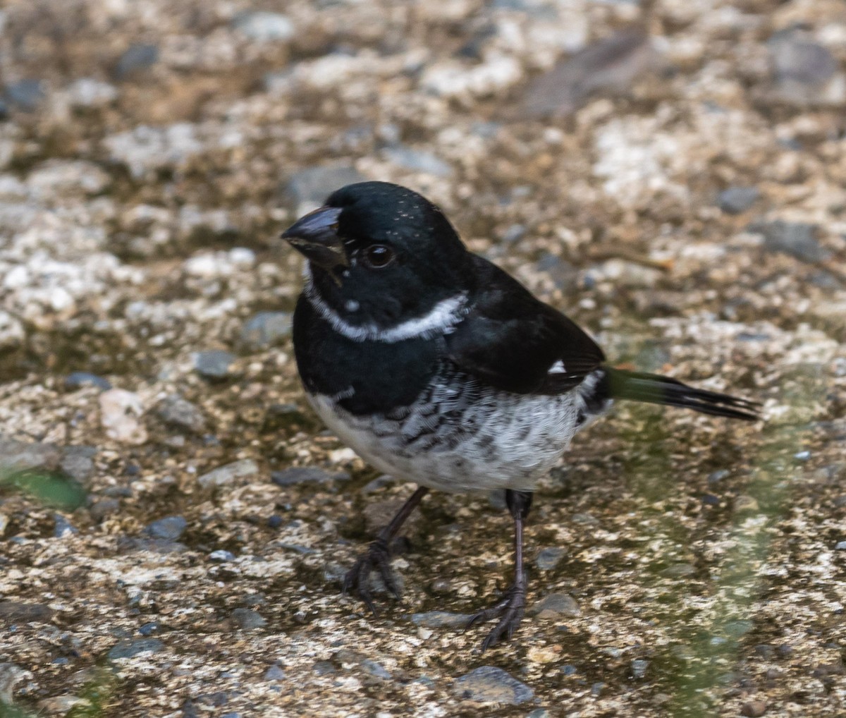 Variable Seedeater - ML635133895