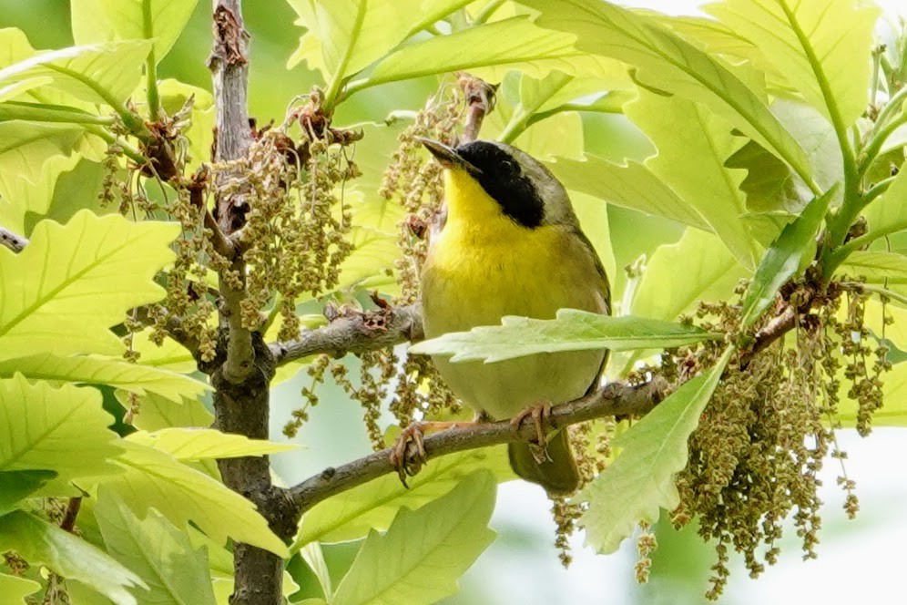 Common Yellowthroat - ML635133967