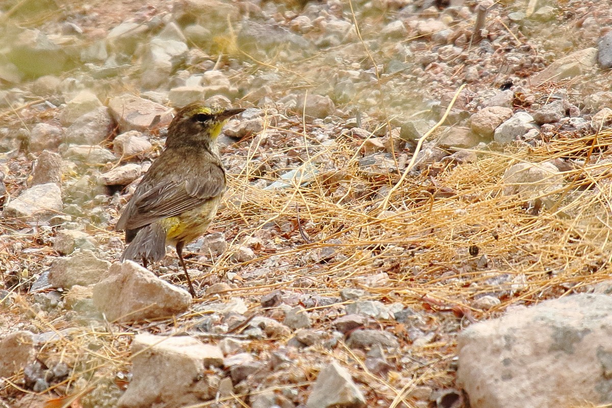 Palmenwaldsänger - ML635134127