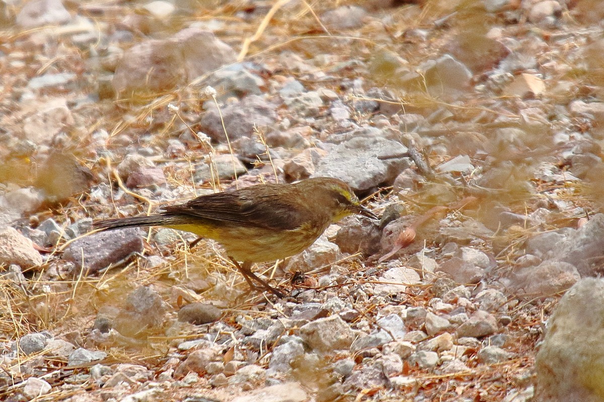 Palmenwaldsänger - ML635134128