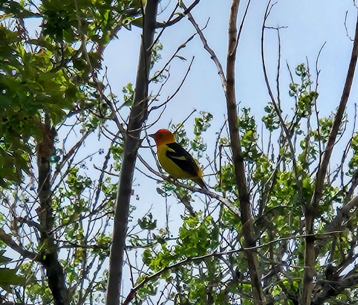 Western Tanager - ML635134207