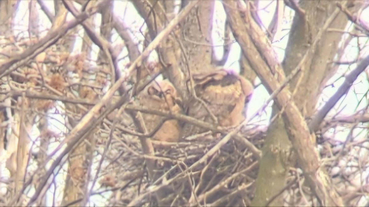 Great Horned Owl - ML635134288