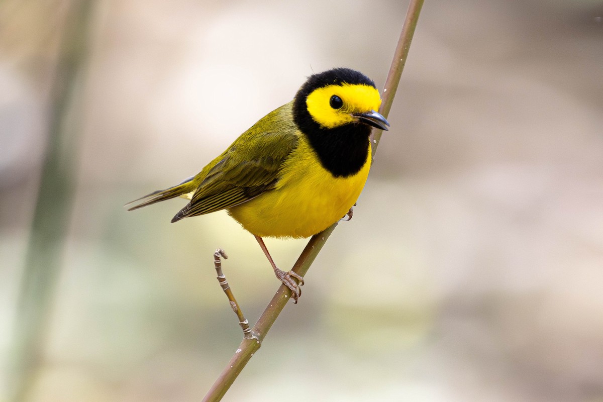 lesňáček kápový - ML635134295