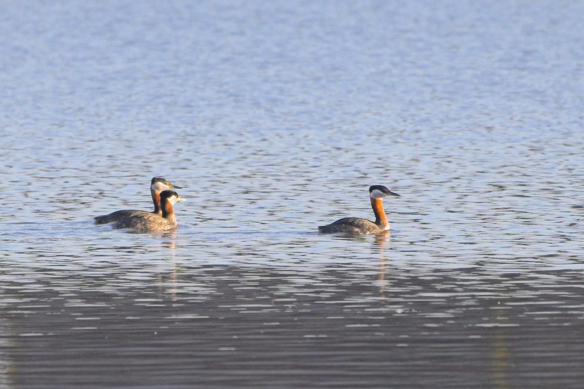 potápka rudokrká - ML635134323