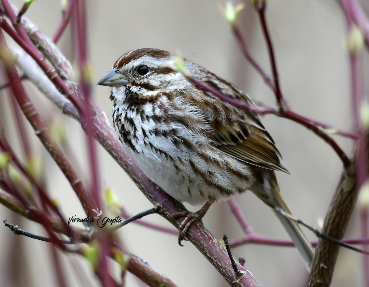 Song Sparrow - ML635134510
