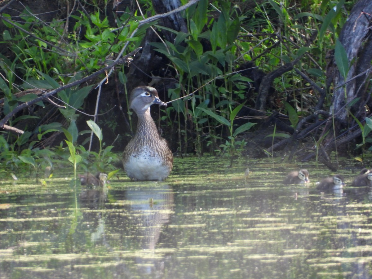 Canard branchu - ML635134664