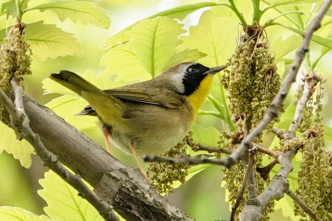 Common Yellowthroat - ML635134702