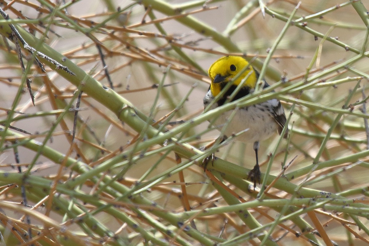 Hermit Warbler - ML635134740