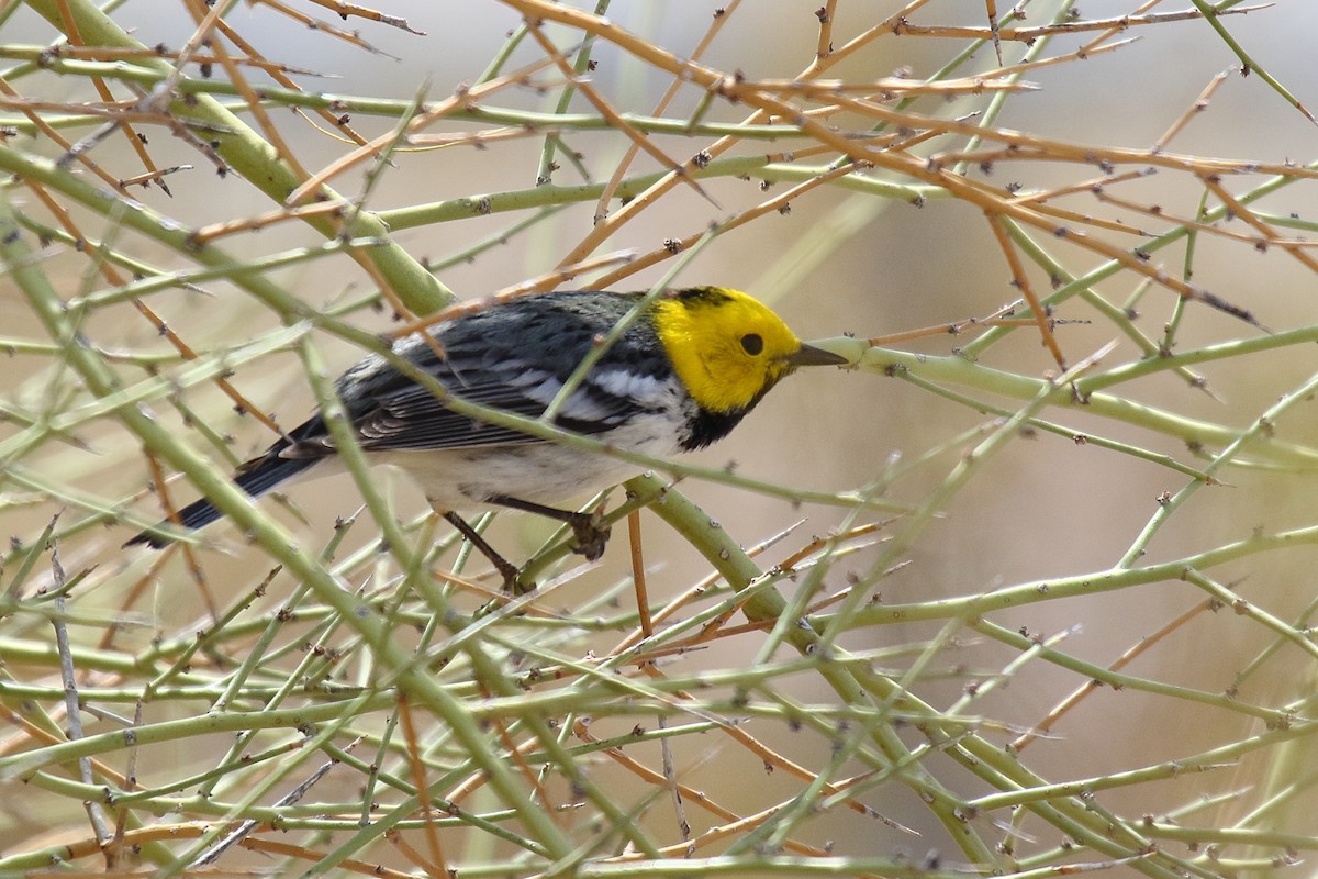 Hermit Warbler - ML635134742