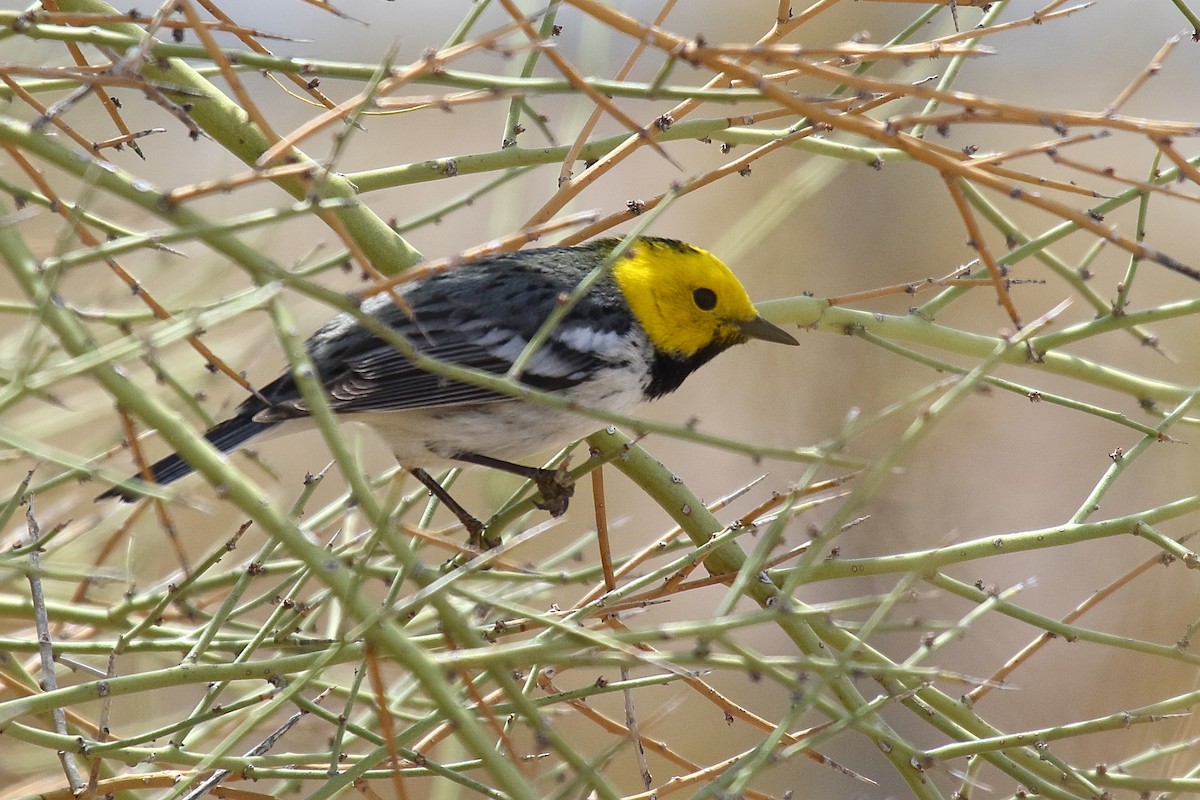 Hermit Warbler - ML635134746