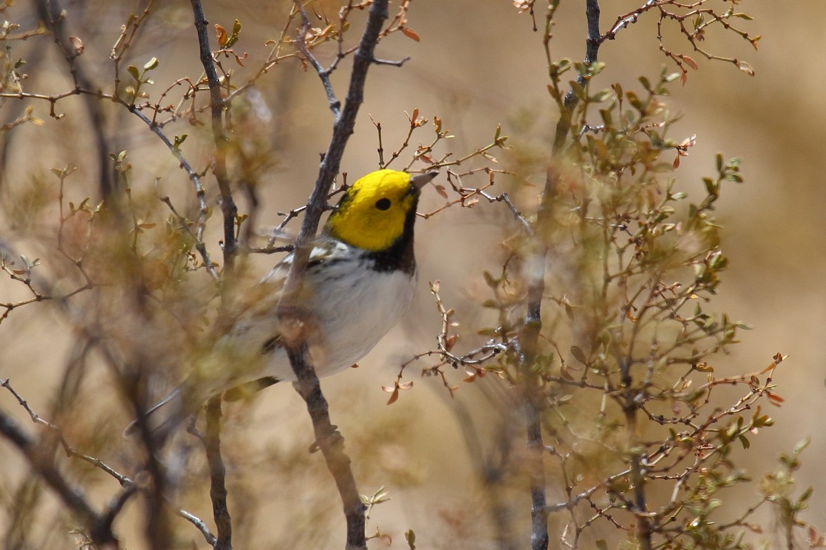 Hermit Warbler - ML635134747