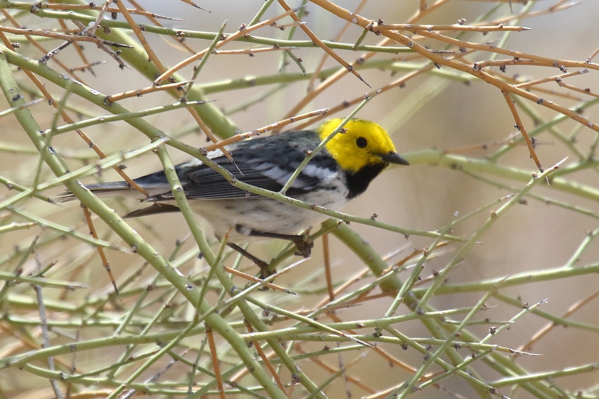 Hermit Warbler - ML635134749