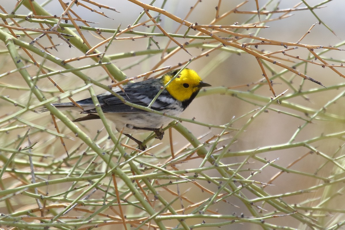 Hermit Warbler - ML635134750