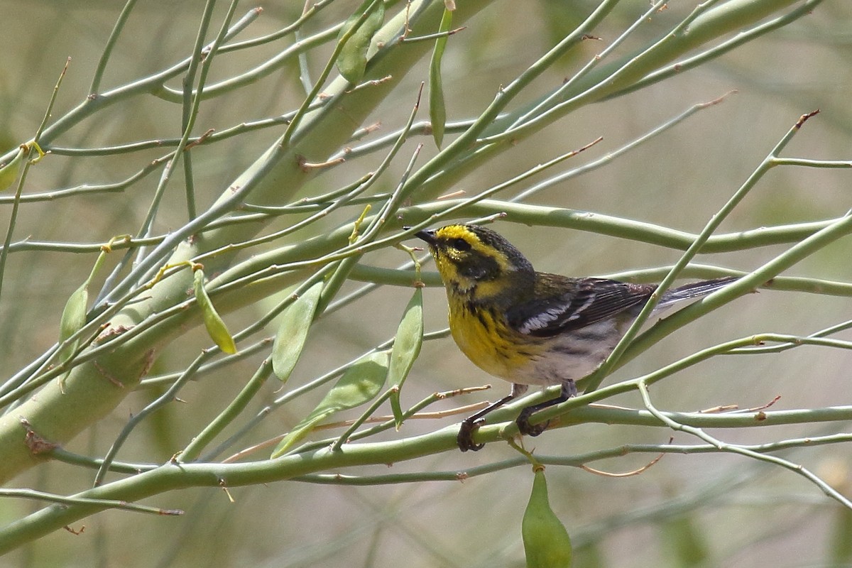 Townsend's Warbler - ML635134801