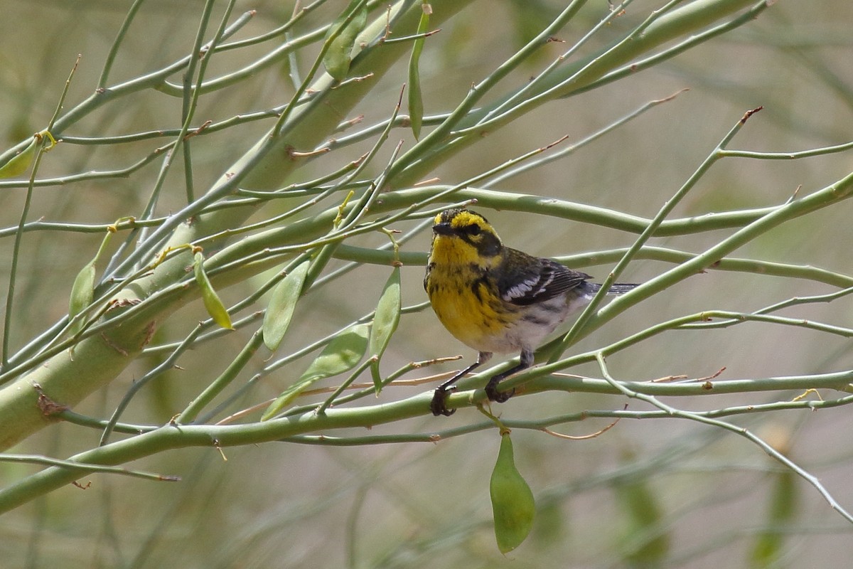 Townsend's Warbler - ML635134802