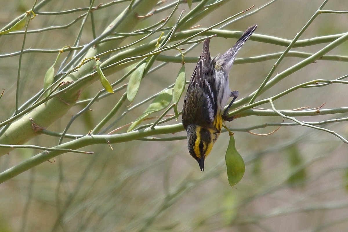 Townsend's Warbler - ML635134803