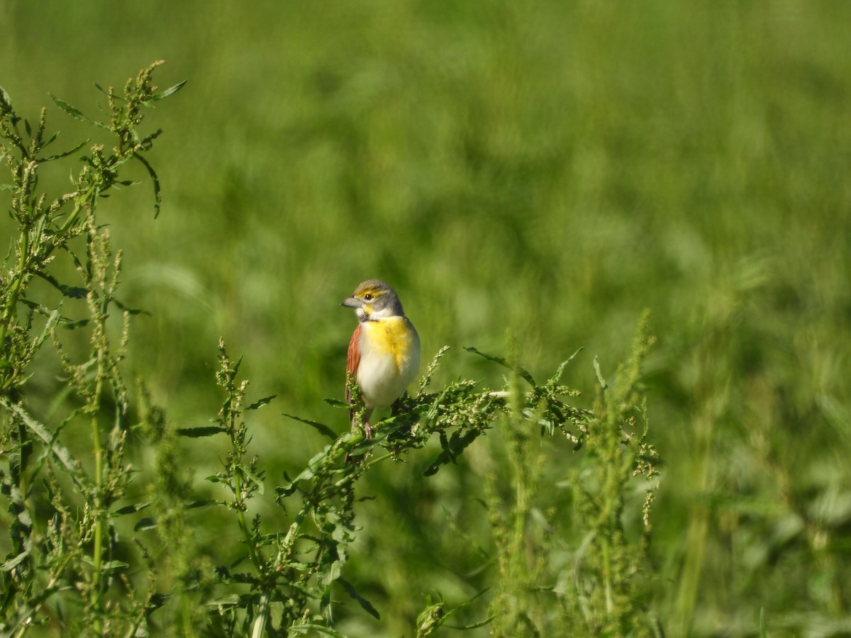 Dickcissel d'Amérique - ML635134835