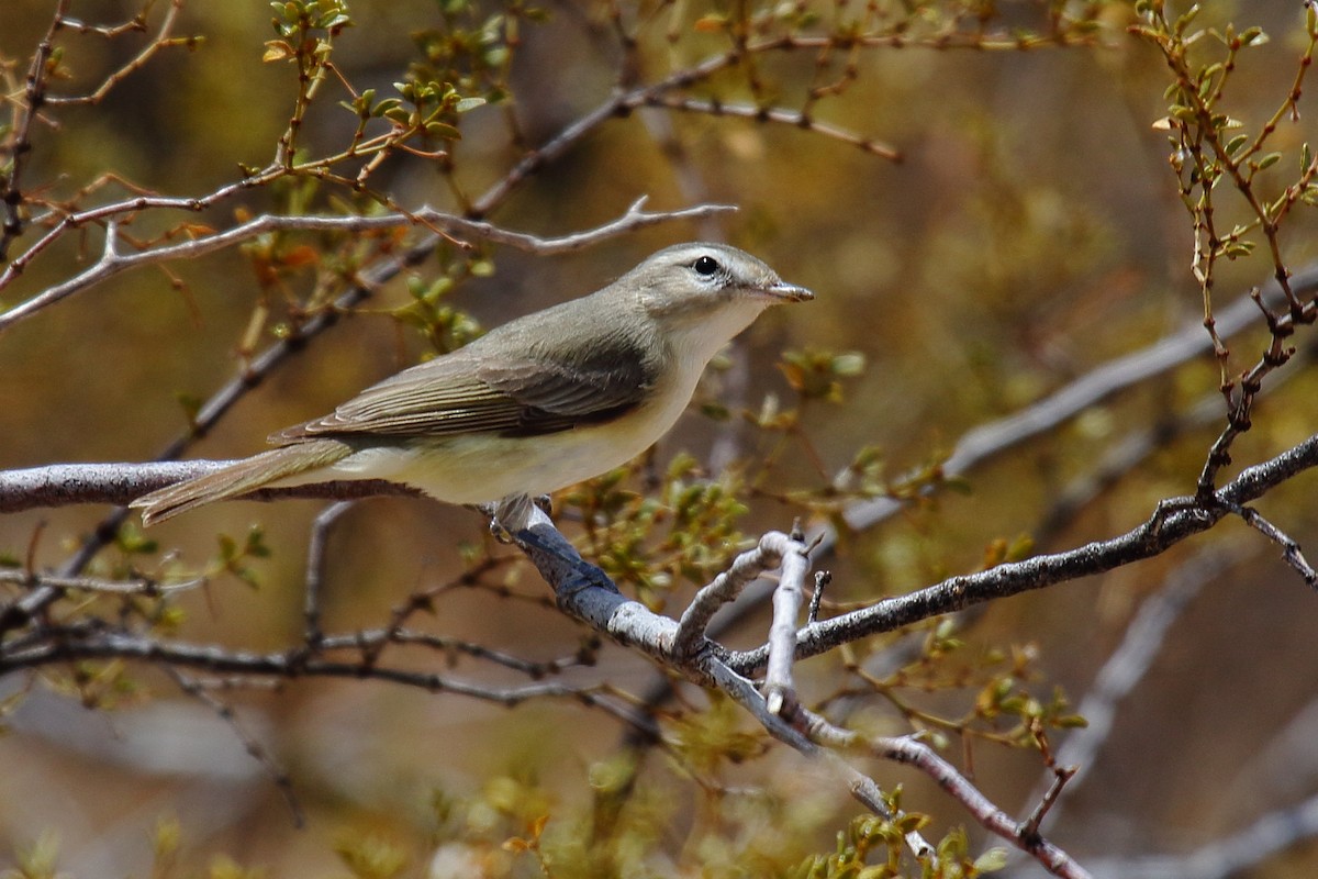 Warbling Vireo - ML635134848
