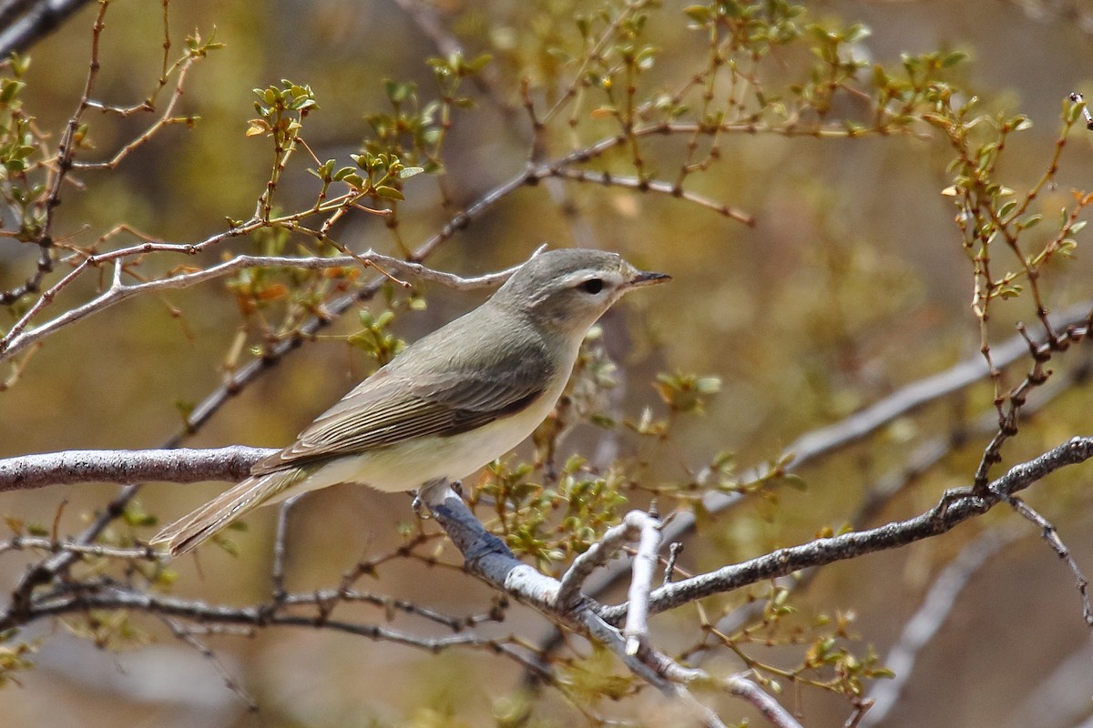 Warbling Vireo - ML635134849