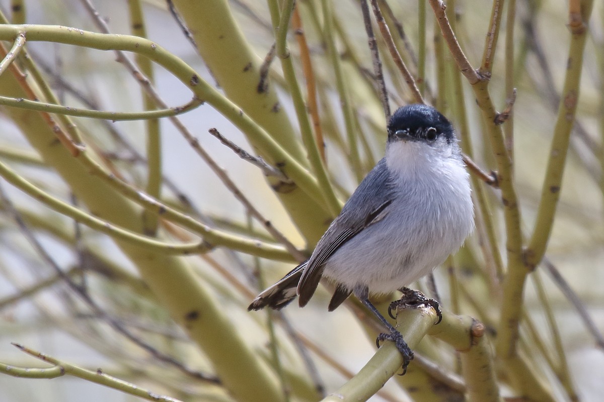 Black-tailed Gnatcatcher - ML635134882