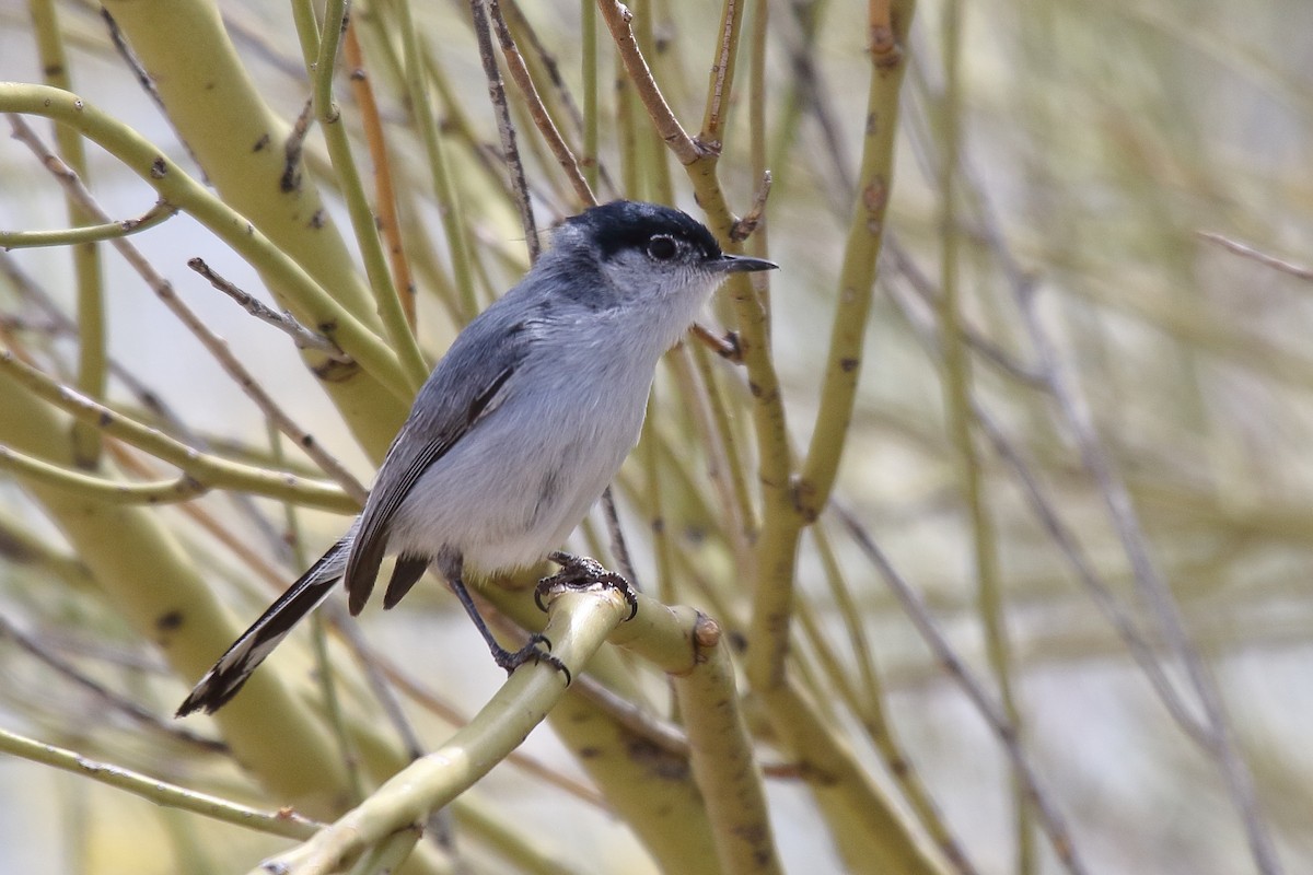 Black-tailed Gnatcatcher - ML635134883