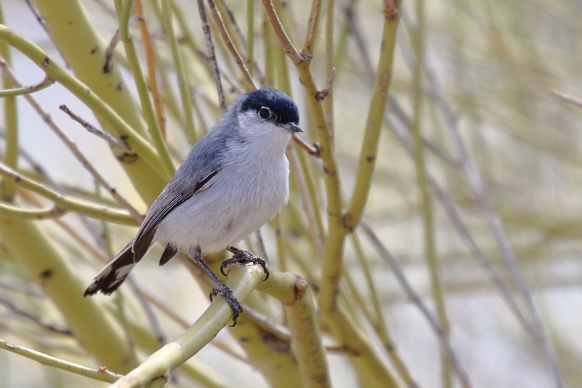 Black-tailed Gnatcatcher - ML635134884