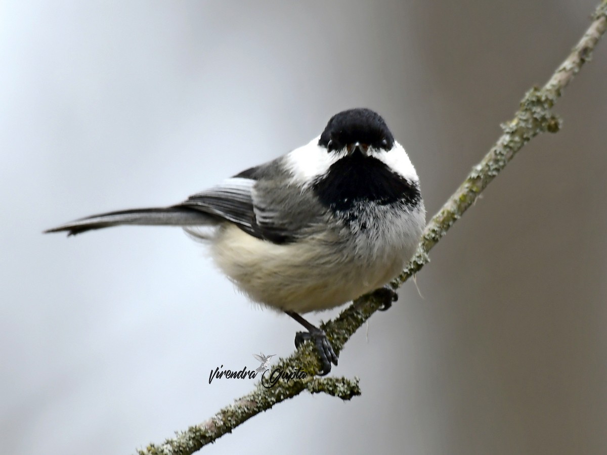 Black-capped Chickadee - ML635134919