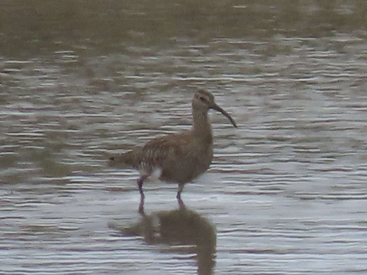 Whimbrel - ML635134969