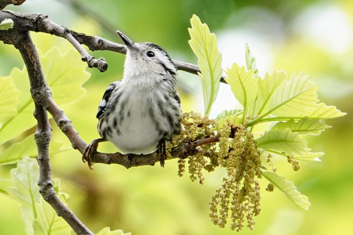 Black-and-white Warbler - ML635134976