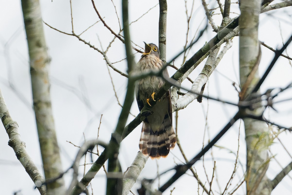 Hodgson's Hawk-Cuckoo - ML635134977