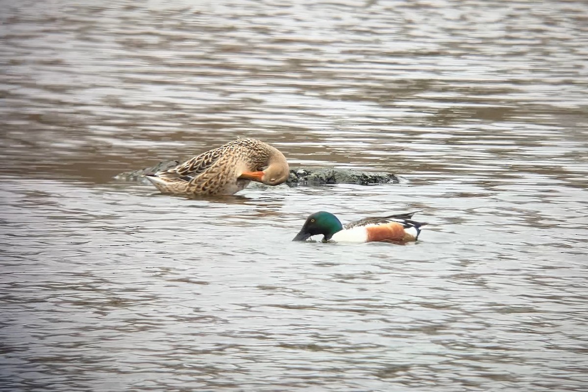 Northern Shoveler - ML635135025