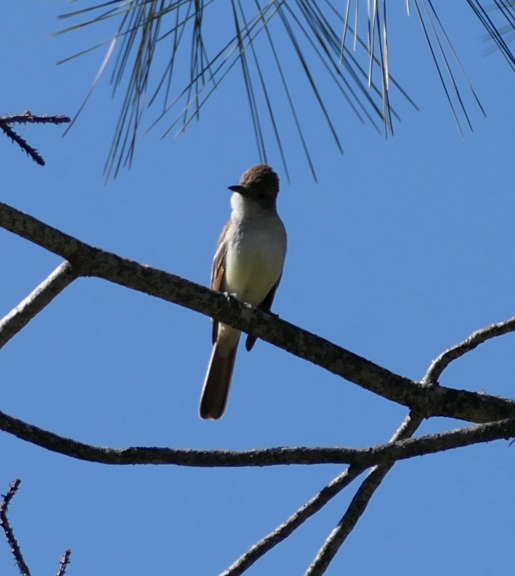 Ash-throated Flycatcher - ML635135103