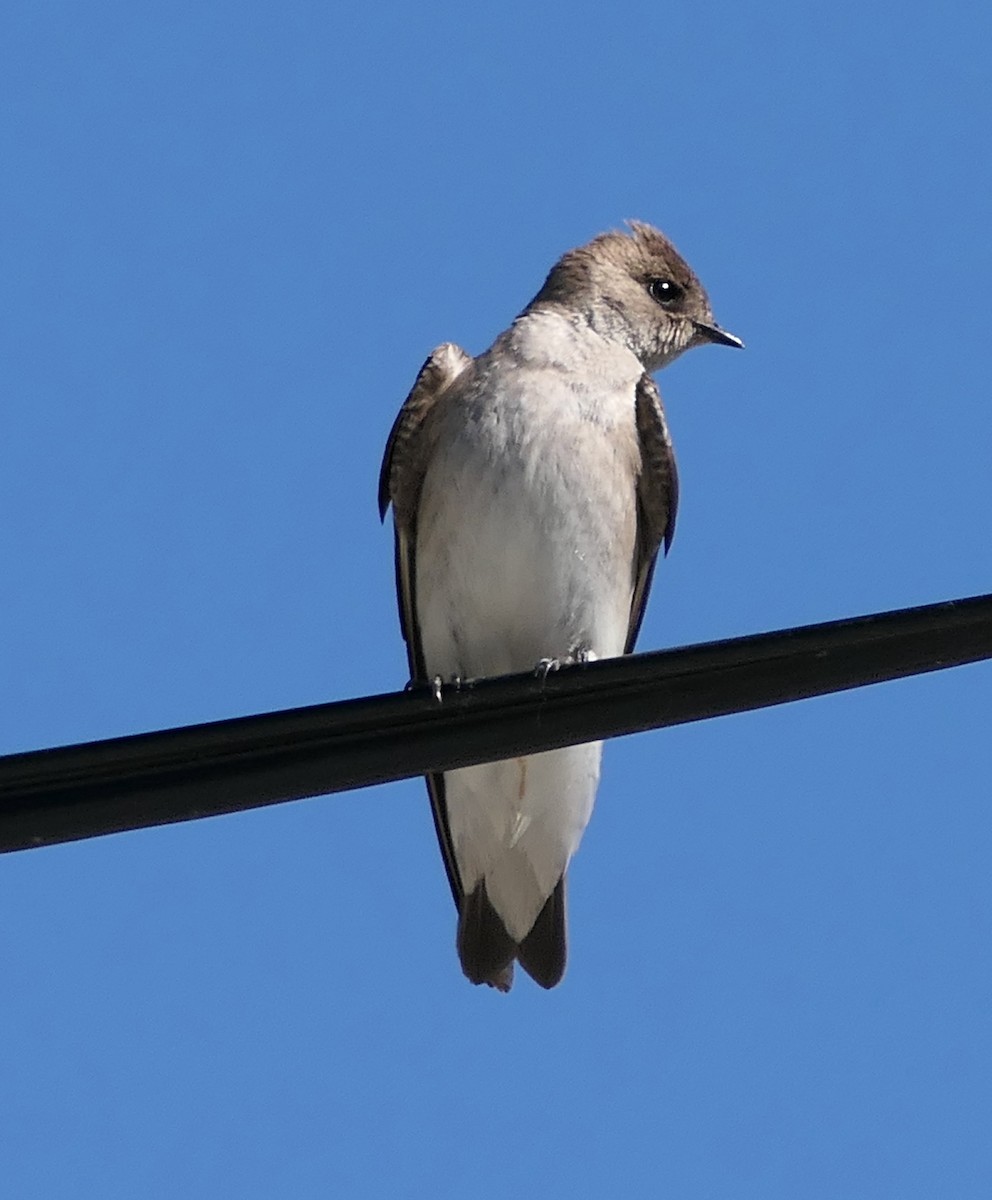 Northern Rough-winged Swallow - ML635135110
