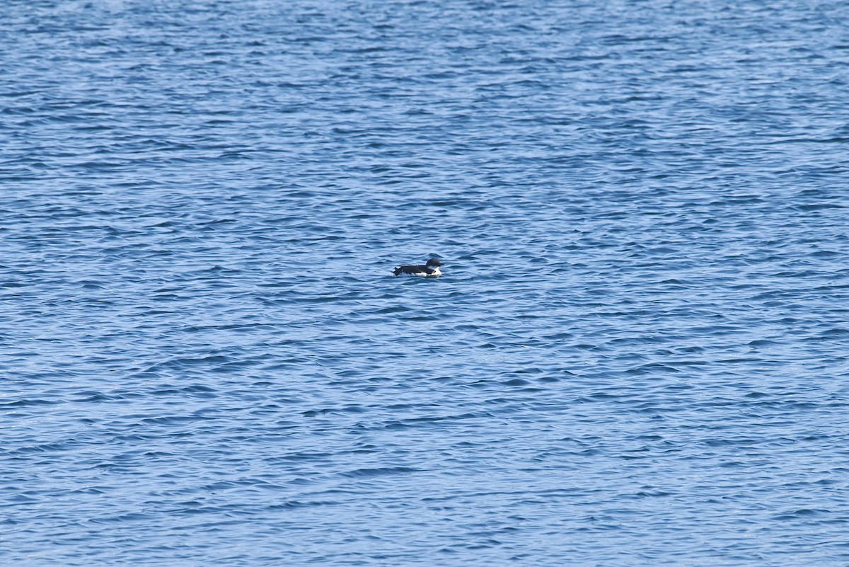 Guillemot de Brünnich - ML635135152