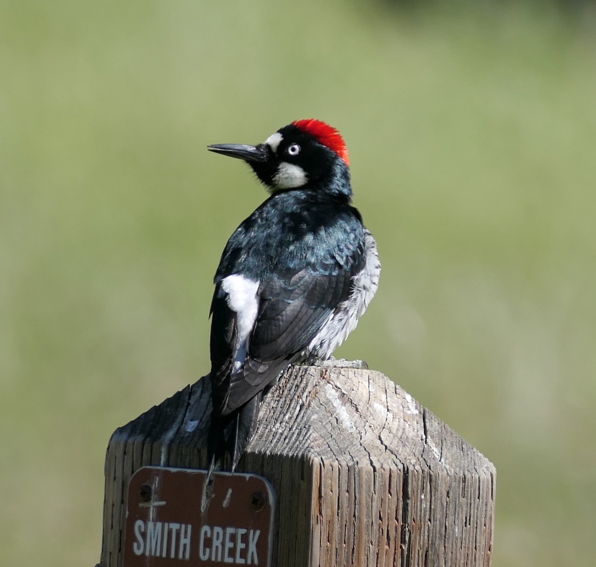 Acorn Woodpecker - ML635135207
