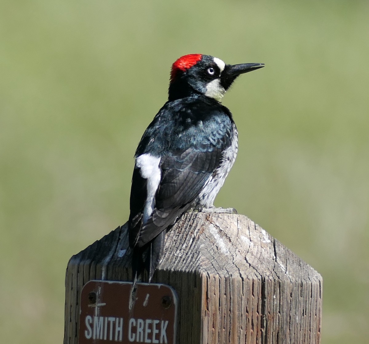 Acorn Woodpecker - ML635135210